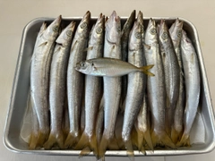 カマスの釣果