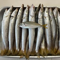 カマス