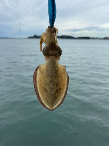 モンゴウイカの釣果