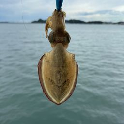 モンゴウイカ