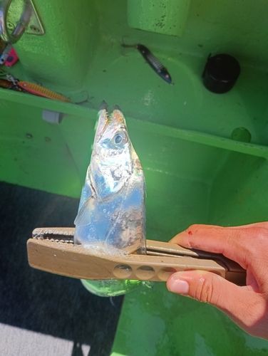 タチウオの釣果