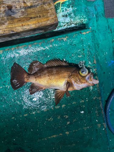 クロメバルの釣果