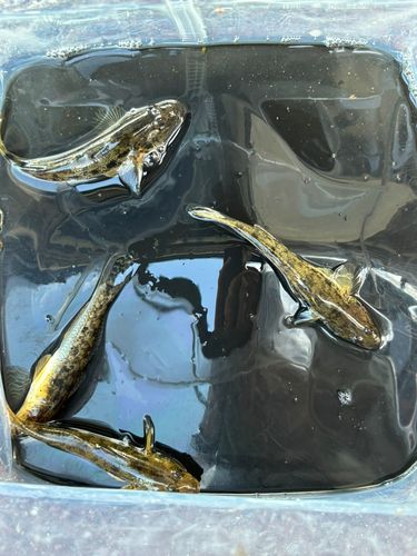 マハゼの釣果