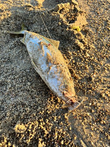 ワカシの釣果