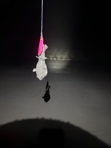 ゴマフグの釣果