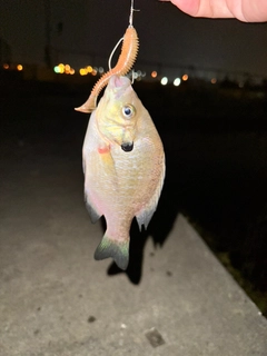 ブルーギルの釣果