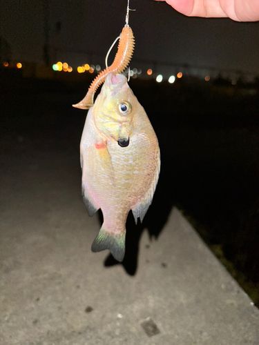 ブルーギルの釣果