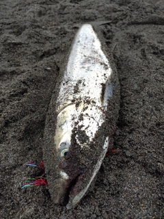 アキアジの釣果