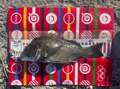 チヌの釣果