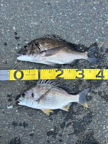 クロダイの釣果
