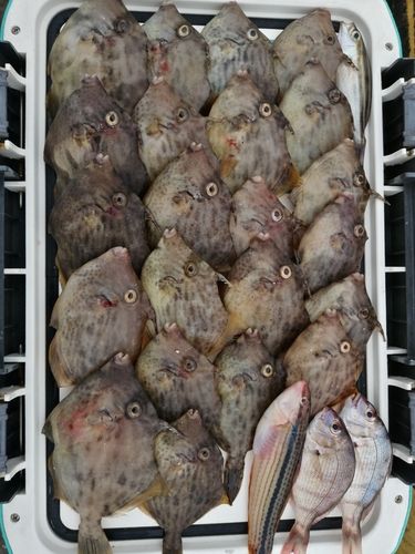 カワハギの釣果