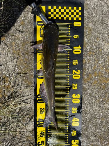 アメリカナマズの釣果
