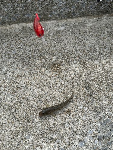 マハゼの釣果