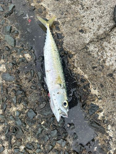 サバの釣果