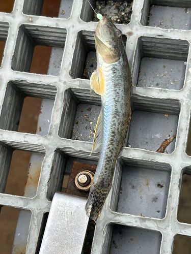 マハゼの釣果