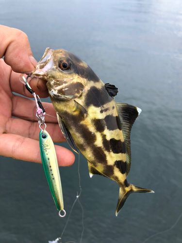 アイブリの釣果