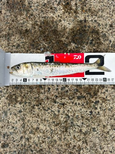 イワシの釣果