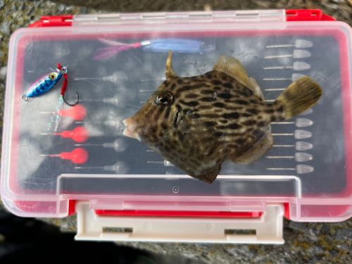 カワハギの釣果