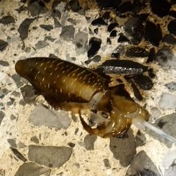 アオリイカ