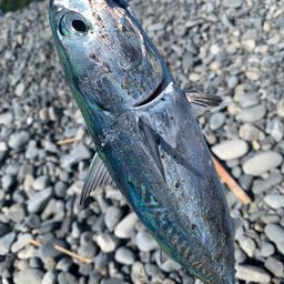 ソウダガツオ