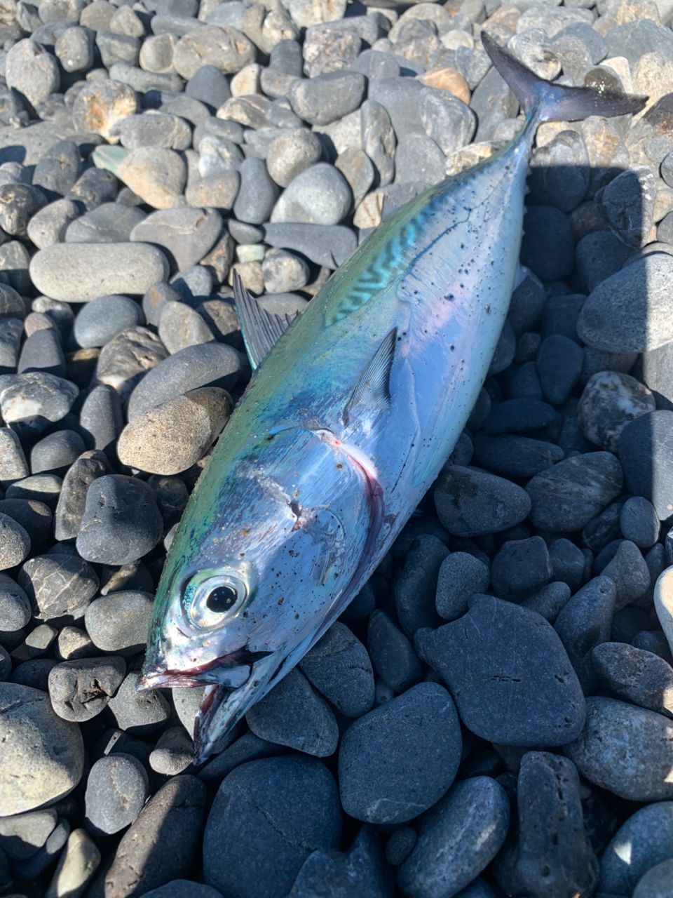 ソウダガツオ