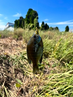 ブルーギルの釣果