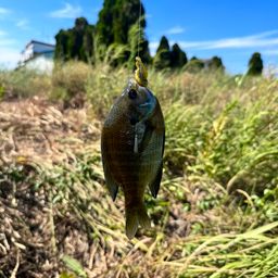 ブルーギル
