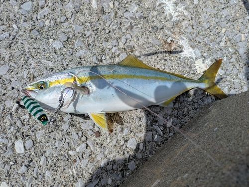 ヒラマサの釣果