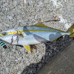 ヒラマサ