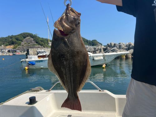 ヒラメの釣果