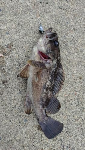 クロソイの釣果