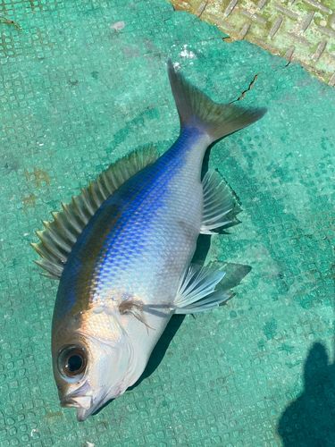 アオダイの釣果