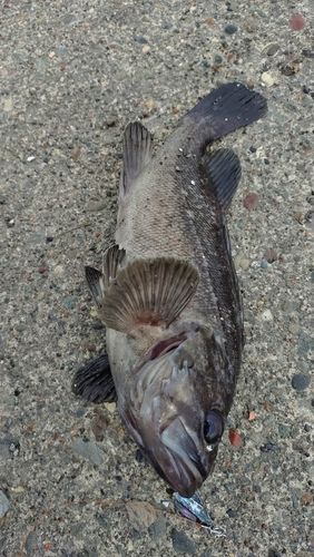 クロソイの釣果