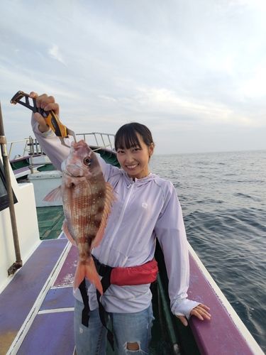 マダイの釣果