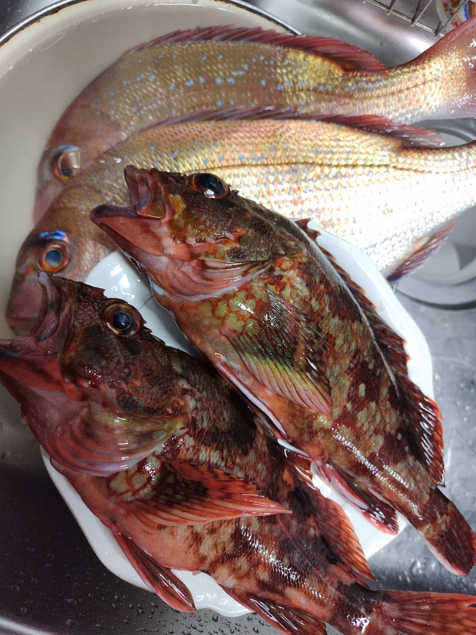 風のふ〜こ丸♂さんの釣果 2枚目の画像