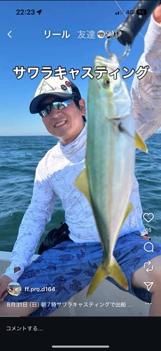 ツバスの釣果