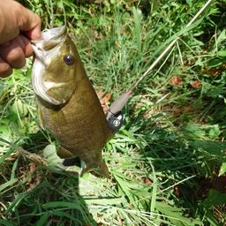 スモールマウスバス