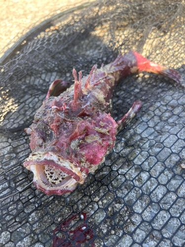オニオコゼの釣果