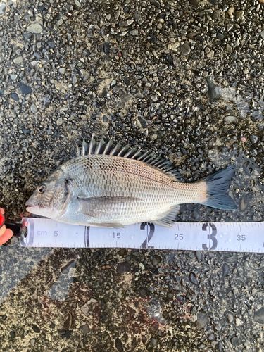 クロダイの釣果
