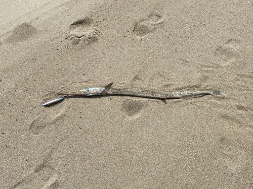 釣果