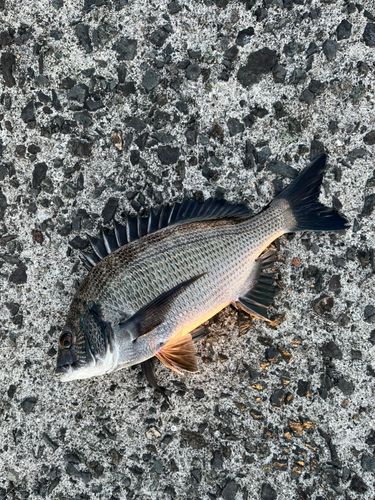 江口浜