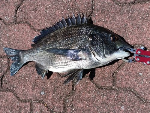 クロダイの釣果