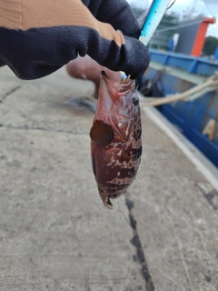 アコウの釣果