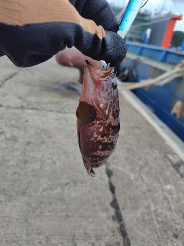 アコウの釣果