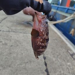 アコウ