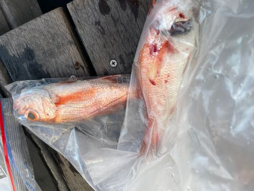 アカムツの釣果