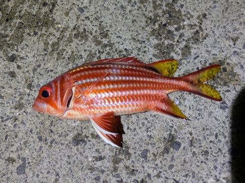 アヤメエビスの釣果