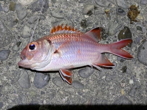 アカマツカサの釣果