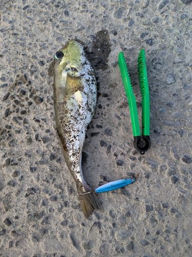 シロサバフグの釣果