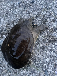 チンチンの釣果